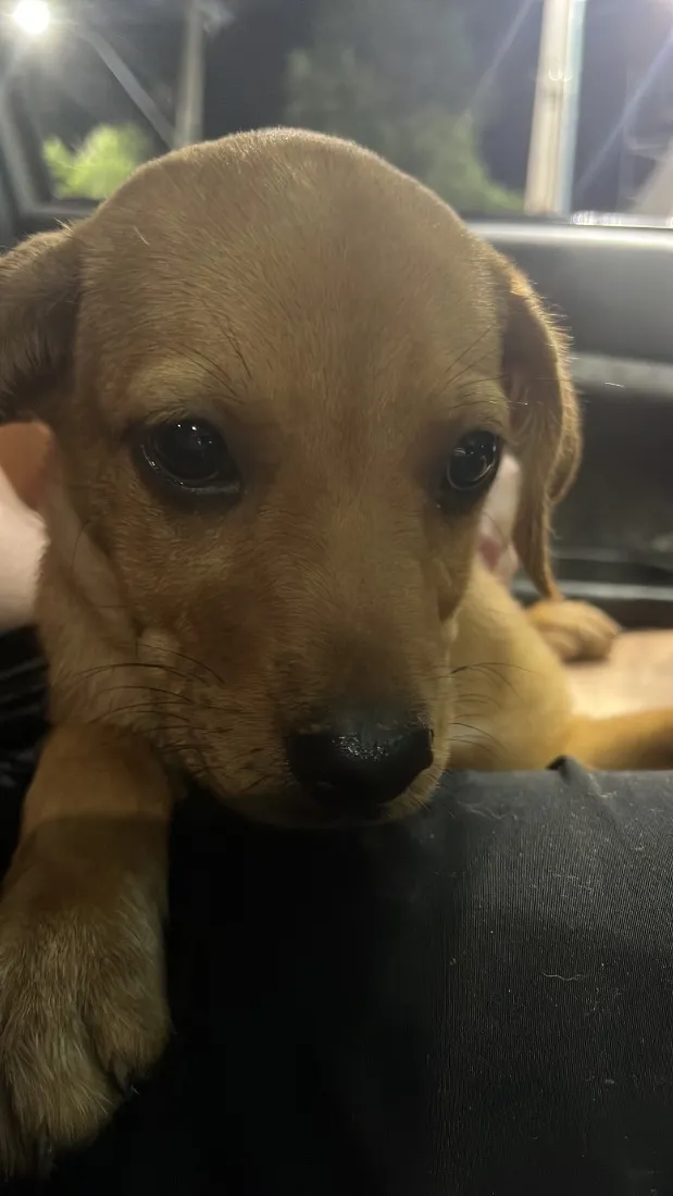 Cachorro raça SRD-ViraLata idade 2 a 6 meses nome Mabell 