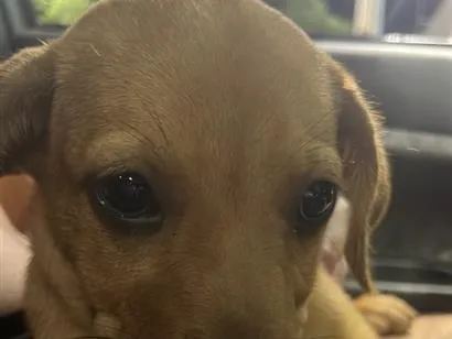 Cachorro raça SRD-ViraLata idade 2 a 6 meses nome Mabell 