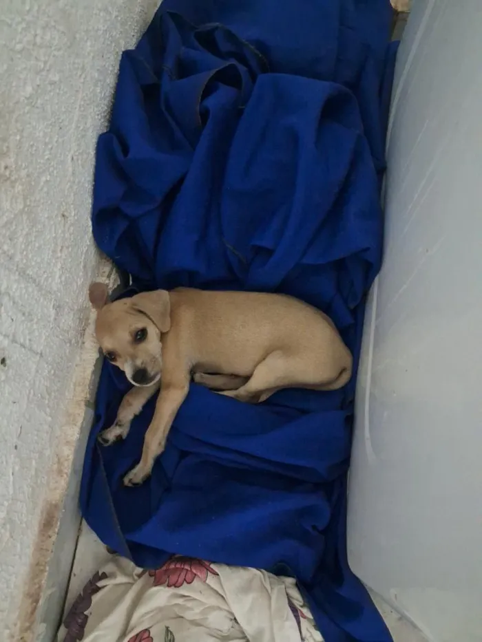 Cachorro raça SRD-ViraLata idade 2 a 6 meses nome Fred