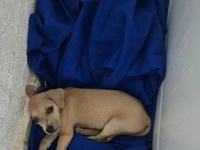 Cachorro raça SRD-ViraLata idade 2 a 6 meses nome Fred