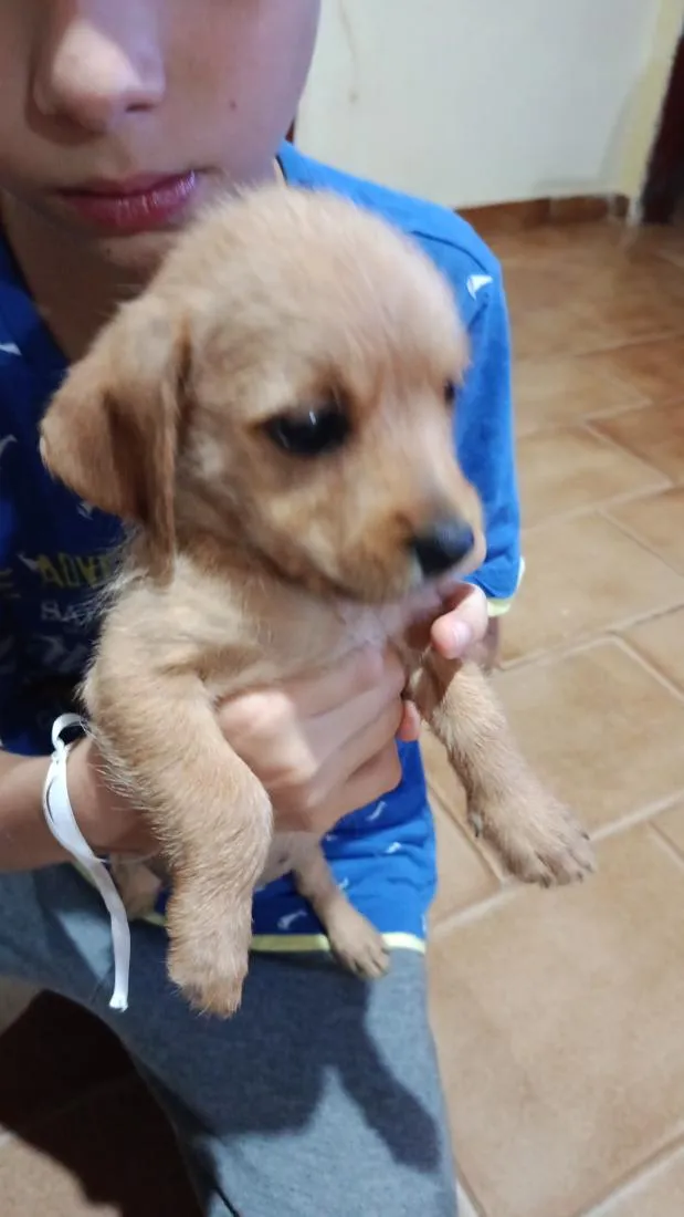 Cachorro raça Basset-Cofap idade Abaixo de 2 meses nome  ainda não coloquei nome