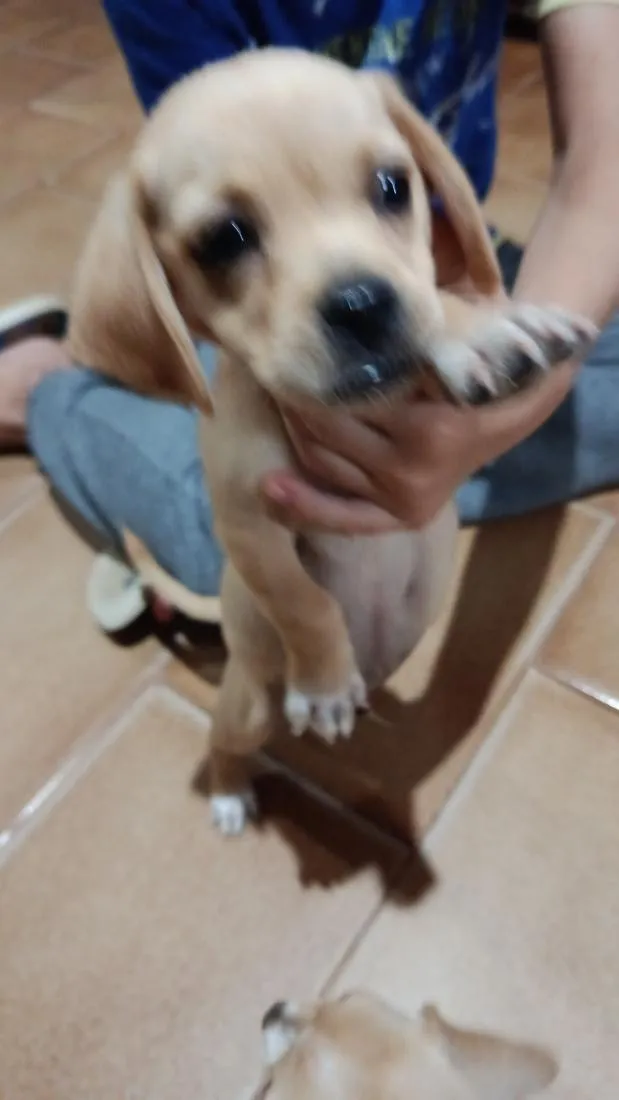 Cachorro raça Basset-Cofap idade Abaixo de 2 meses nome  ainda não coloquei nome