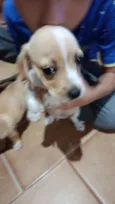  ainda não coloquei nome