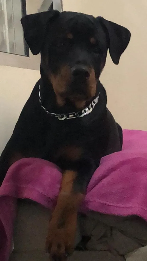 Cachorro raça Rottweiler idade 6 ou mais anos nome brutos 