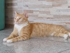 Gato raça SRD-ViraLata idade 3 anos nome Pitoquinho 