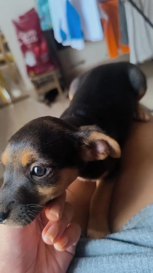 Cachorro raça SRD-ViraLata idade Abaixo de 2 meses nome doação fêmea 