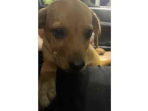 Cachorro raça SRD-ViraLata idade 2 a 6 meses nome Mabell 