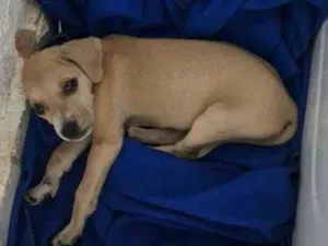 Cachorro raça SRD-ViraLata idade 2 a 6 meses nome Fred