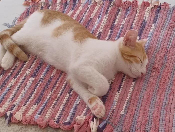 Gato raça SRD-ViraLata idade 2 anos nome Nenê 