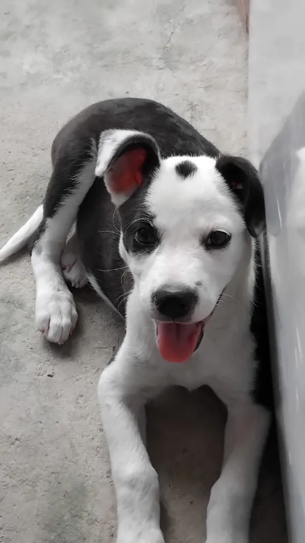 Cachorro raça SRD-ViraLata idade 2 a 6 meses nome Lola