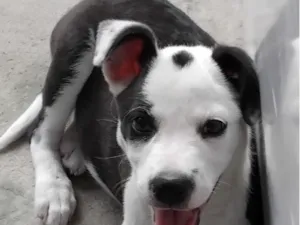 Cachorro raça SRD-ViraLata idade 2 a 6 meses nome Lola