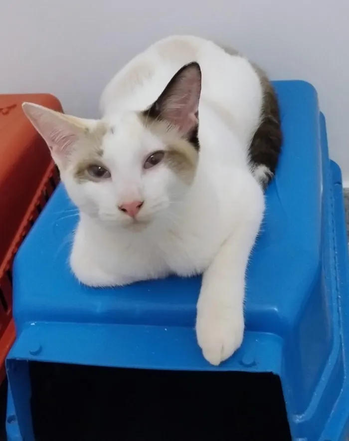 Gato raça SRD-ViraLata idade 2 a 6 meses nome Zoinho Azul