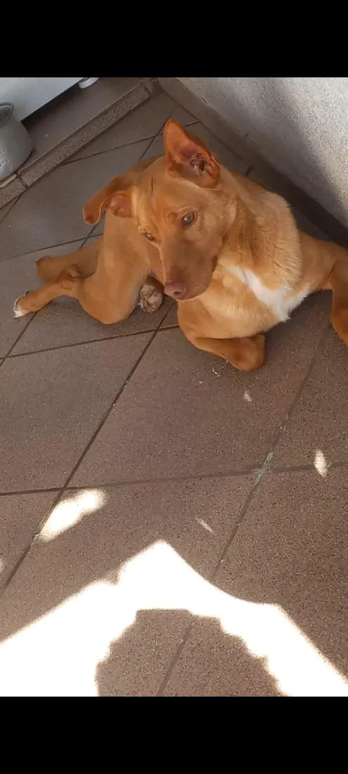 Cachorro raça SRD-ViraLata idade 6 ou mais anos nome Marley