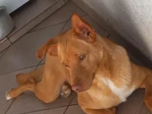 Cachorro raça SRD-ViraLata idade 6 ou mais anos nome Marley