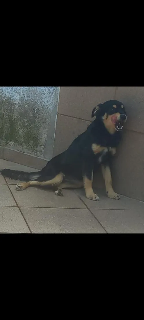 Cachorro raça SRD-ViraLata idade 4 anos nome Ravenna