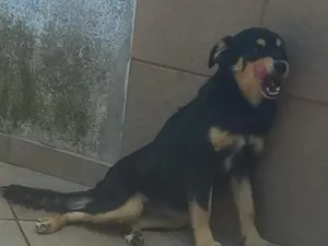 Cachorro raça SRD-ViraLata idade 4 anos nome Ravenna