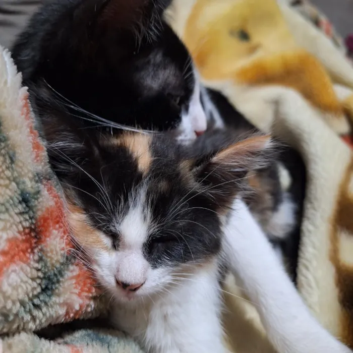 Gato raça SRD-ViraLata idade 1 ano nome lara e baji