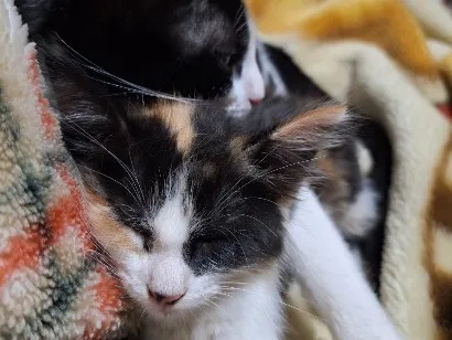 Gato raça SRD-ViraLata idade 1 ano nome lara e baji