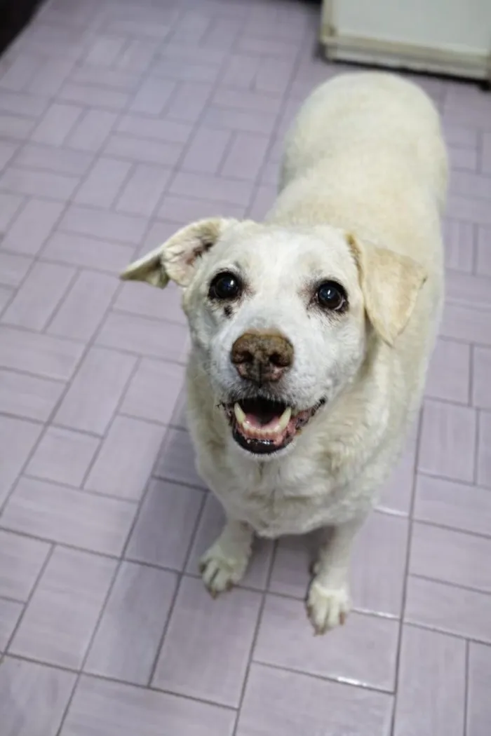 Cachorro raça SRD-ViraLata idade 6 ou mais anos nome JULY