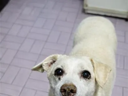 Cachorro raça SRD-ViraLata idade 6 ou mais anos nome JULY