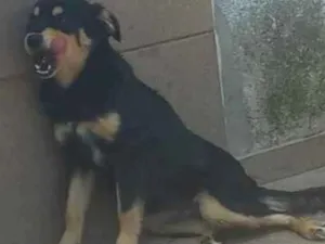 Cachorro raça SRD-ViraLata idade 4 anos nome Ravenna