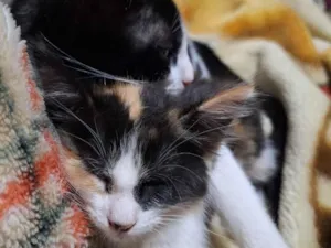 Gato raça SRD-ViraLata idade 1 ano nome lara e baji