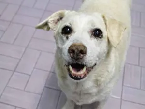 Cachorro raça SRD-ViraLata idade 6 ou mais anos nome JULY