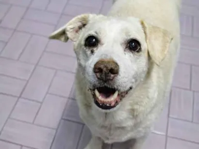 Cachorro raça SRD-ViraLata idade 6 ou mais anos nome JULY