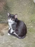 Frajolinha