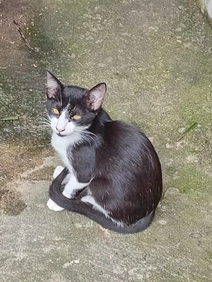 Gato raça SRD-ViraLata idade 7 a 11 meses nome Frajolinha