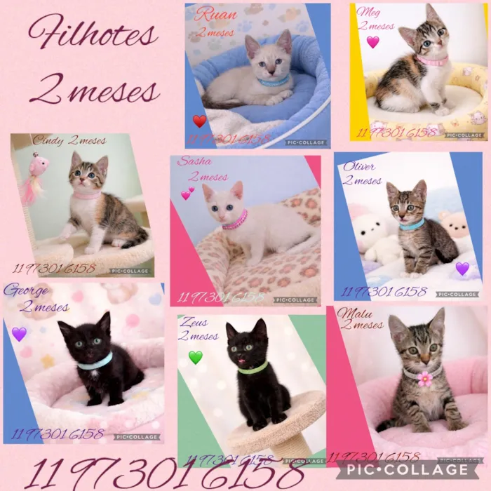 Gato raça SRD-ViraLata idade 2 a 6 meses nome Filhotes gatitos