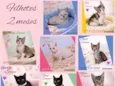 Filhotes gatitos