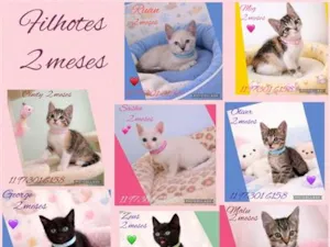 Gato raça SRD-ViraLata idade 2 a 6 meses nome Filhotes gatitos