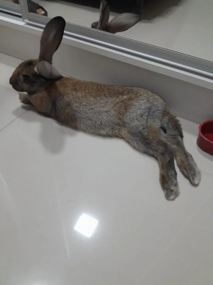 Cachorro raça SRD-ViraLata idade 2 a 6 meses nome Marry 