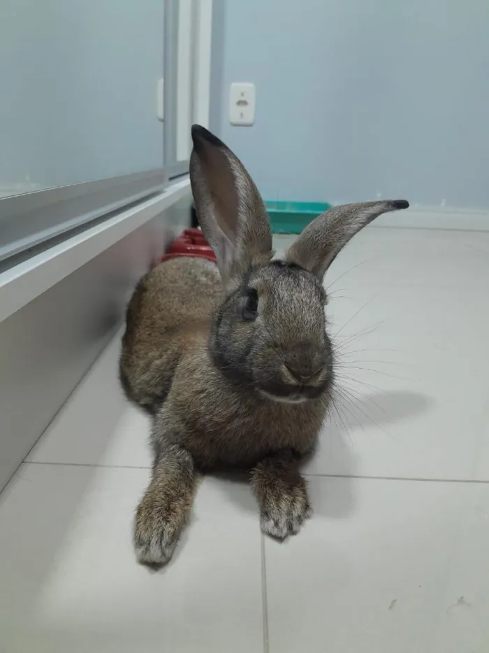 Cachorro raça SRD-ViraLata idade 2 a 6 meses nome Marry 