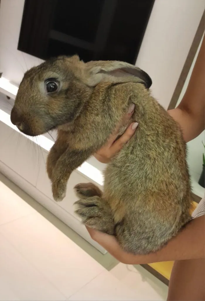 Cachorro raça SRD-ViraLata idade 2 a 6 meses nome Marry 