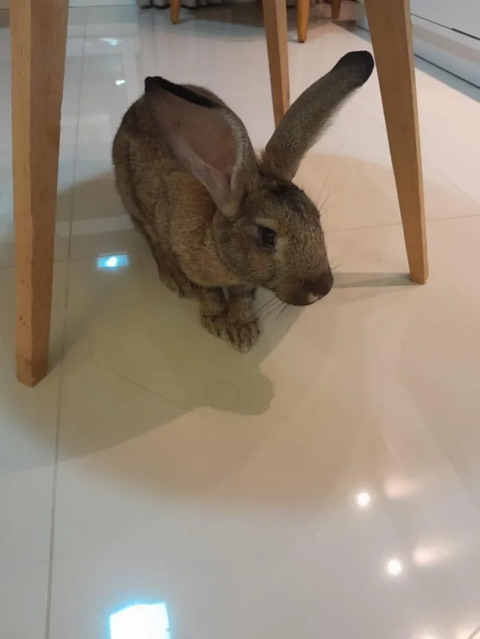 Cachorro raça SRD-ViraLata idade 2 a 6 meses nome Marry 