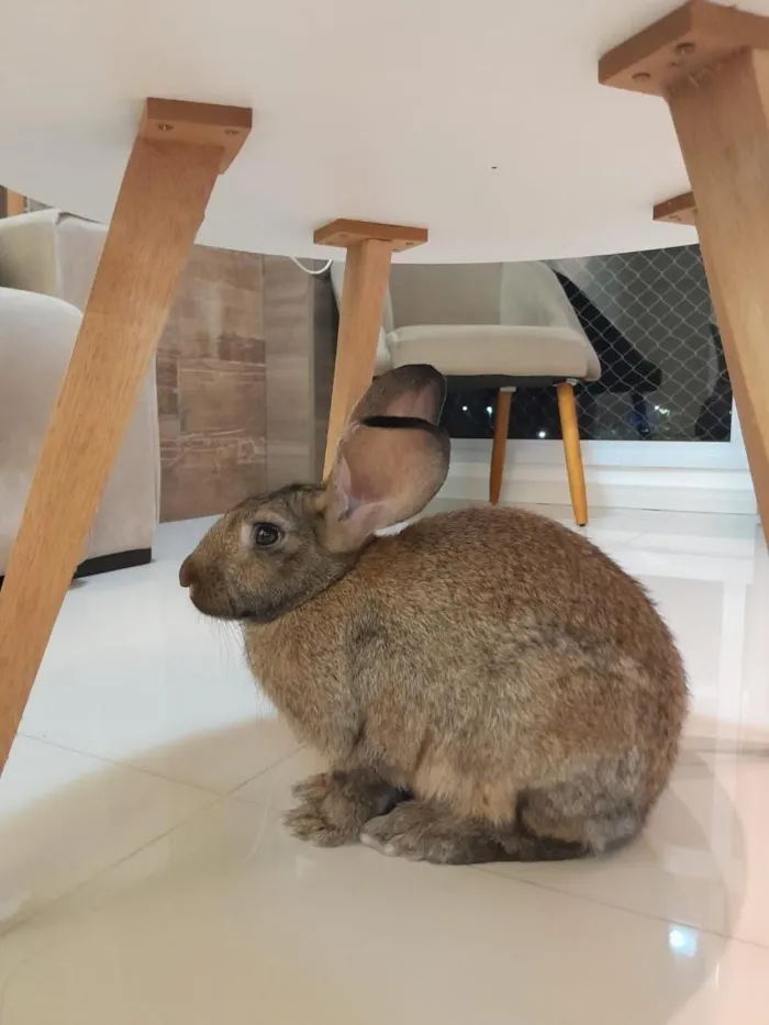 Cachorro raça SRD-ViraLata idade 2 a 6 meses nome Marry 