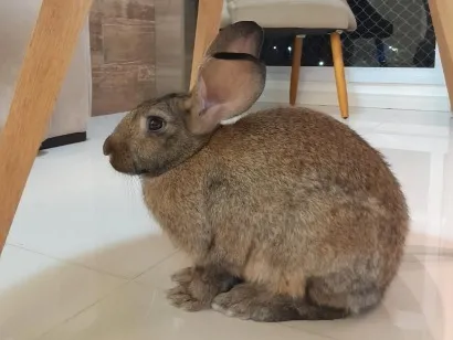 Cachorro raça SRD-ViraLata idade 2 a 6 meses nome Marry 