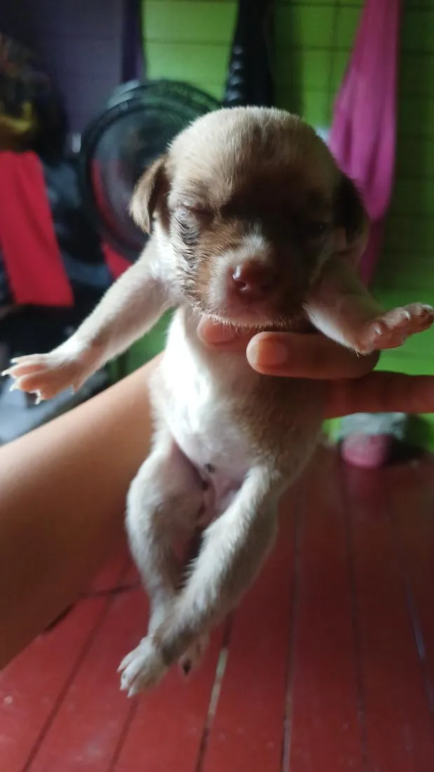 Cachorro raça SRD-ViraLata idade Abaixo de 2 meses nome *não possui nome*