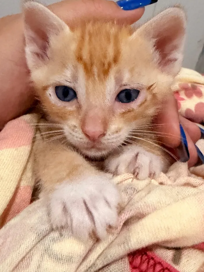 Gato raça SRD-ViraLata idade Abaixo de 2 meses nome Cristal