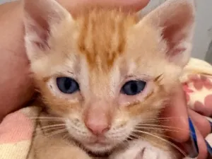 Gato raça SRD-ViraLata idade Abaixo de 2 meses nome Cristal