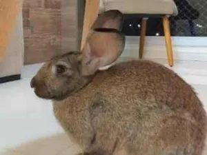 Cachorro raça SRD-ViraLata idade 2 a 6 meses nome Marry 