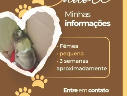 Cachorro raça SRD-ViraLata idade Abaixo de 2 meses nome *não possui nome*