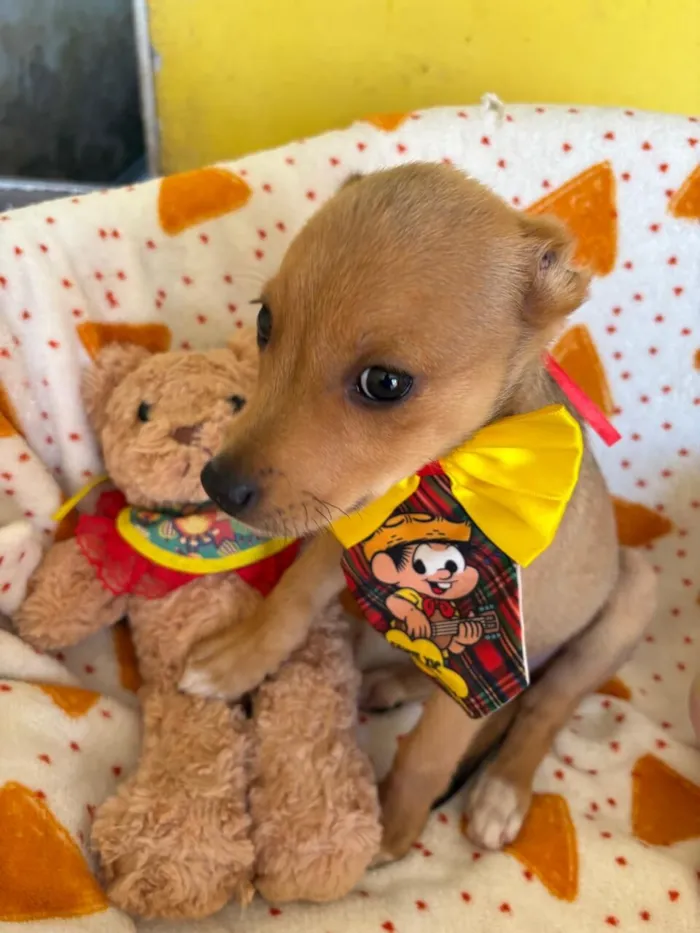 Cachorro raça SRD-ViraLata idade 2 a 6 meses nome AURÉLIO