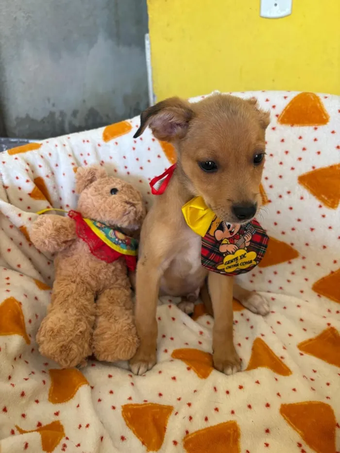 Cachorro raça SRD-ViraLata idade 2 a 6 meses nome AURÉLIO
