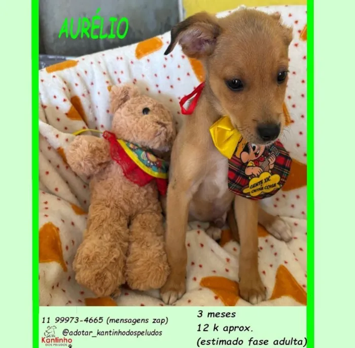 Cachorro raça SRD-ViraLata idade 2 a 6 meses nome AURÉLIO