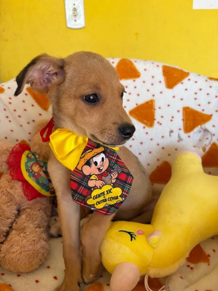 Cachorro raça SRD-ViraLata idade 2 a 6 meses nome AURÉLIO