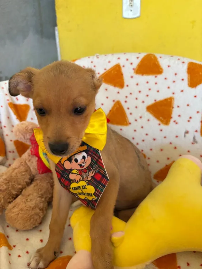 Cachorro raça SRD-ViraLata idade 2 a 6 meses nome AURÉLIO