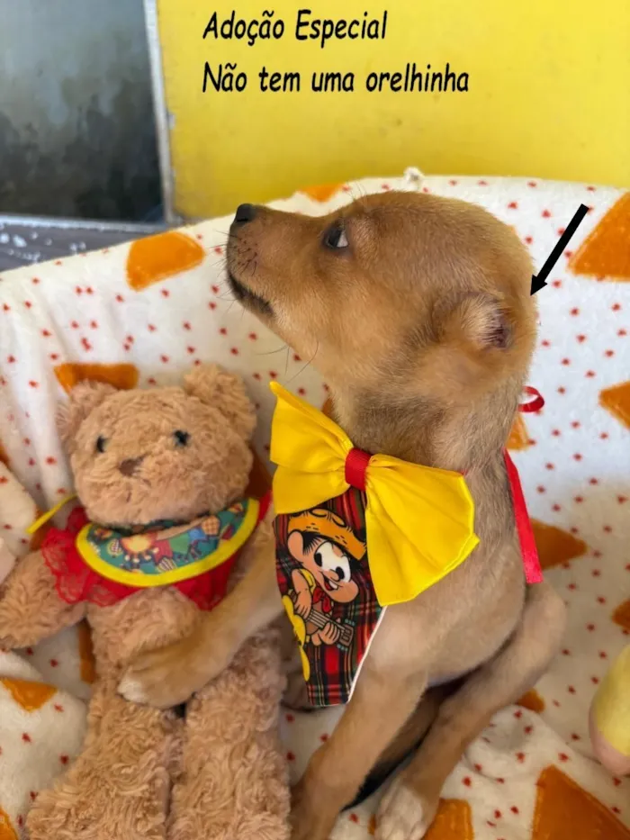 Cachorro raça SRD-ViraLata idade 2 a 6 meses nome AURÉLIO